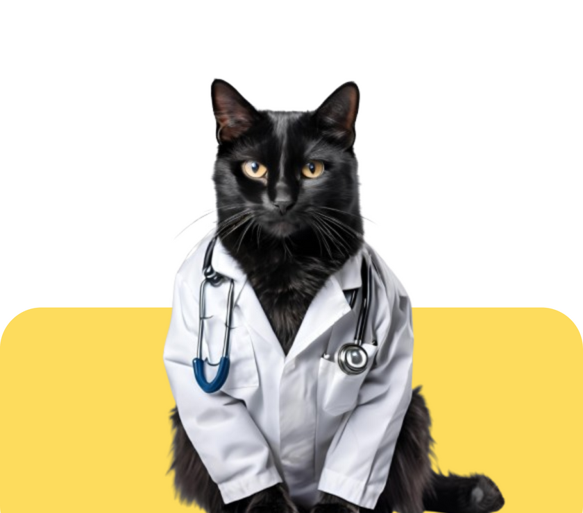 Suscripción Anual "Secure Cat"